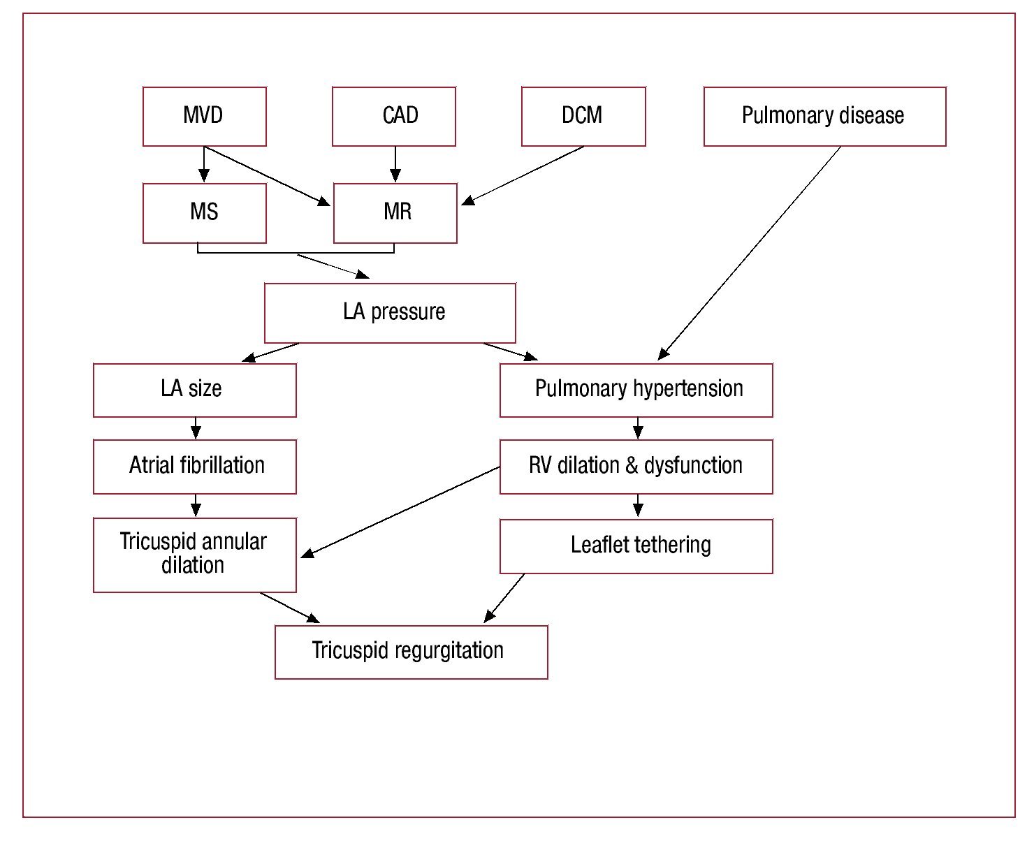 Tricuspid And Pulmonary Valve Disease Evaluation And Management