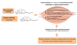 Graphical abstract