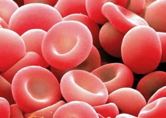 Transforman células la piel humana en células sanguíneas de directa JANO.es - ELSEVIER