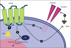 Mecanismos moleculares de acción del virus herpes 8 (VH8) en la transformación celular y en la secreción de factores y receptores angiogénicos. VEGFR-1: receptor 1 del factor de crecimiento del endotelio vascular; VEGFR-2: receptor 2 del factor de crecimiento del endotelio vascular; vGPCR: receptor acoplado a la proteína G viral.