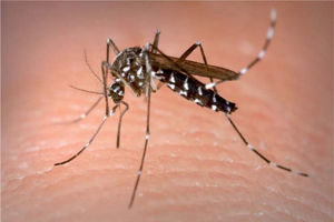 Aspecto de Aedes albopictus o mosquito tigre asiático.