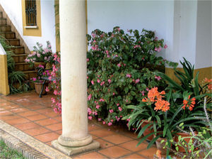 Rincón del jardín del autor en primavera: begonias, clivias y azaleas.