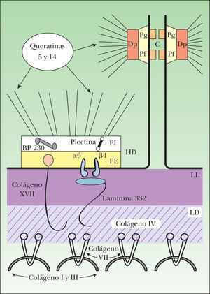 Organización molecular de la membrana basal epidérmica. Los filamentos intermedios, compuestos por las queratinas 5 y 14, se encuentran en el citoplasma de los queratinocitos basales y se unen en la placa interna de los hemidesmosomas con la plectina y el BP230. Estas dos plaquinas interactúan con dos moléculas transmembranales, la integrina α6β4 y el colágeno XVII. La integrina α6β4 es el receptor para el ligando extracelular de la laminina 332, que se une a su vez con el colágeno VII a través del colágeno IV de la lámina densa. El colágeno VII es el principal componente de las fibrillas de anclaje e interactúa también con el colágeno XVII. α6: subunidad alfa de la integrina α6β4; β4: subunidad beta de la integrina α6β4; BP230: antígeno del penfigoide ampolloso de 230kDa; C: cadherinas; Dp: desmoplaquina; HD: hemidesmosoma; LD: lámina densa; LL: lámina lúcida; PE: placa externa del hemidesmosoma; Pf: placofilina; Pg: placoglobina; PI: placa interna del hemidesmosoma.