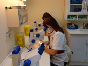 Dos «cortadoras» diseccionando la tira donante en unidades foliculares con estereomicroscopios Zeiss Stemi DV4.