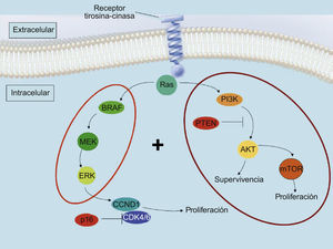 Representación de las vías MAP cinasa (MAPK) y fosfatidil-inositol 3 cinasa (PI3K), y de los puntos actuación de las proteínas supresoras tumorales CDKN2a y fosfatasa y tensina homólogo (PTEN).