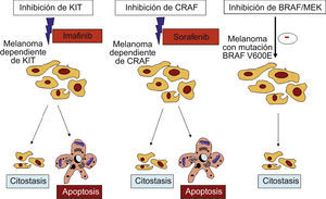 En los melanomas dependientes de KIT o de CRAF, imatinib y sorafenib, respectivamente, pueden resultar determinantes en el tratamiento del melanoma al inducir citostasis y apoptosis. Sin embargo, en los melanomas con la mutación BRAF V600E, sorafenib o los inhibidores de MEK solo consiguen una detención del ciclo celular (efecto citostático) (28).