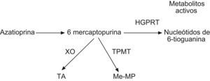 Metabolización de la azatioprina. HPGT: hipoxantina-guanina-fosforribosiltransferasa; Me-MP: 6 metil-mercaptopurina; TA: ácido tioúrico; TPMT: tiopurina metiltranferasa; XO: xantina oxidasa.