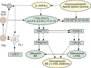 Implicaciones de la respuesta inmune Th2 en las alteraciones de la barrera epidérmica, y en el mantenimiento del circuito inflamatorio Th2/Th17 y supresión de la vía antiinflamatoria mediada por células Treg-IL-10. Repercusiones sobre el metabolismo lipídico. Ver texto. BE: barrera epidérmica; c-HDL: colesterol asociado a proteínas de alta densidad CL-i: células epidérmicas de Langerhans pro-inflamatorias; IFN-γ: interferón gamma; IL: interleucinas; LPET: linfopoyetina del estroma tímico; MAP17: proteína asociada a la membrana celula; PDZK1: gen que se localiza en la misma región del cromosoma 1q21 relacionada con la DA; Th: linfocitos T «helper»; Treg: células T reguladoras.