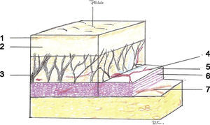 Estructura del sistema musculoaponeurótico superficial. 1: Epidermis; 2: dermis; 3: septo fibroso; 4: plexo vascular; 5: fascia; 6: músculo; 7: nervio motor.