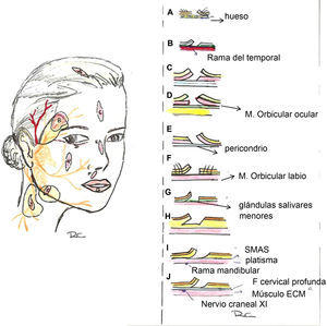 Planos por regiones anatómicas. A: Cuero cabelludo (plano subgaleal/ subSMAS). B: Sien (plano supraSMAS). C: Frente (plano subSMAS o subcutáneo). D: Periorbitario (plano preseptal o preorbicular) E: Sien (plano supraSMAS/subcutáneo). F: Labio cutáneo (plano supraorbicular). G: Labio mucoso (plano subglandular). H: Mejilla (plano subcutáneo). I: Zona mandibular (plano supraSMAS (subcutáneo). J: Cuello (plano supraSMAS (subcutáneo).