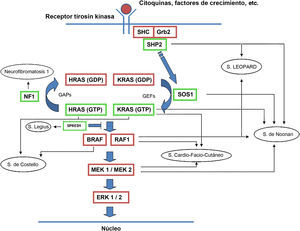 Vía metabólica RAS y principales síndromes genéticos asociados a su alteración. Tras la estimulación de los receptores celulares se activan proteínas intracelulares como la SHC, la GRB2 y la SHP2, que a su vez reclutan al SOS1 intracitoplásmico. El SOS promueve el intercambio GDP/GTP en las proteínas RAS, las cuales se activan por medio de la fosforilación. La proteína RAS acoplada al GTP promueve la interacción con otros efectores como las proteínas RAF y MEK. El cambio GDP/GTP es estimulado por factores de intercambio de nucleótido guanina (GEF) y limitado por proteínas GTPasa (GAPs) que determinan el paso a la forma inactiva unida a GDP. La activación de las proteínas RAS se acompaña de la activación de RAF (BRAF, RAF1), MEK1A1/MEK1A2 y, por último, ERK1/ERK2, que son los últimos efectores de la vía RAS/MAPK y responsables del mantenimiento del ciclo de vida celular.