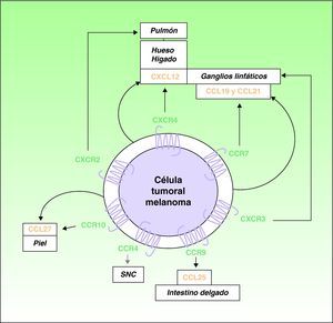 Participación de las quimiocinas y receptores en la distribución selectiva de las metástasis en los pacientes con melanoma cutáneo: las flechas gruesas negras corresponden a interacciones bien caracterizadas quimiocinas-receptor. Las flechas gruesas grises indican asociaciones potenciales no completamente caracterizadas. Las flechas curvas delgadas representan la producción autóloga de las quimiocinas (ligandos) por las propias células tumorales con efectos autocrinos.