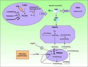Vías metabólicas de la síntesis de vitamina D. DBP: proteína transportadora de la vitamina D; 7-DHC: 7-dehidrocolesterol; Pre-D3: pre-vitamina D3; PTH: parathormona.