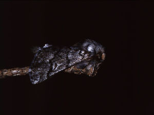 Polilla o fase adulta del lepidóptero nocturno Thaumetopoea pityocampa.