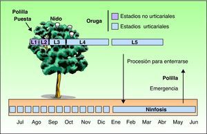 Ciclo biológico anual de la polilla procesionaria del pino (Thaumetopoea pityocampa).