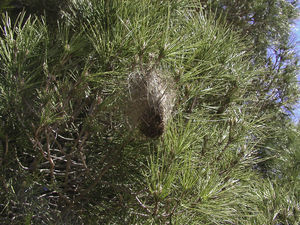 Nido de orugas de la polilla procesionaria del pino. Constituye un signo claramente visible de la presencia de la infestación por este insecto.