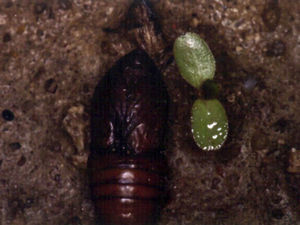 Fase de crisálida o ninfa de la Thaumetopoea pityocampa.