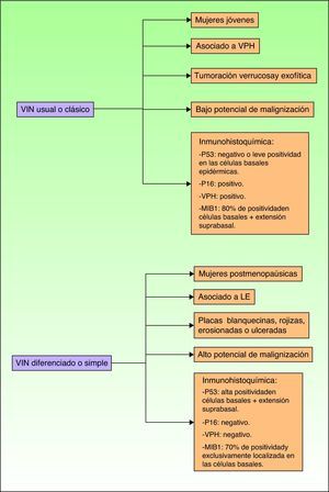 Características epidemiológicas, clínicas, pronósticas e inmunohistoquímicas de la VIN clásica y de la VIN diferenciada. MIB1: anticuerpo monoclonal contra el antígeno nuclear K67; P16: gen protooncogen p16 INK4A; P53: gen supresor tumoral p53. VPH: virus del papiloma humano; VIN: vulvar intraepithelial neoplasia (o neoplasia intraepitelial vulvar).