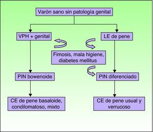 Vías patogénicas implicadas en el CE de pene. CE: carcinoma epidermoide; LE: liquen escleroso; PIN: neoplasia intraepitelial de pene; VPH: virus del papiloma humano.