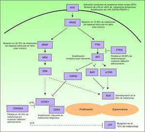 Esquema simplificado de algunas de las principales vías intracelulares implicadas en favorecer la proliferación (estimulación del ciclo celular) y la supervivencia (estimulación de los mecanismos antiapoptóticos y supresión de los mecanismos propapoptóticos) de las células de melanoma. Muchos melanomas poseen una activación constitutiva de receptores de factores de crecimiento con actividad tirosin-cinasa (RTK) (pe, c-Kit, PDGFR-α y/o EGFR), ya sea por amplificaciones o mutaciones de los genes que los codifican. Asímismo, presentan activación de la vía de señalización de las MAP-cinasas (proteín cinasas activadas por mitógenos) (RAS/RAF/MEK/ERK), debida fundamentalmente a mutaciones de NRAS o de BRAF. Con frecuencia, poseen además activada la vía de las fosfatidil-inositol 3 cinasas (PI3K) (PI3K/AKT), de forma secundaria a las mutaciones de NRAS, por amplificación de AKT y, especialmente favorecida por la pérdida del papel inhibidor de PTEN, resultado de mutaciones, deleciones o silenciamientos del gen supresor tumoral PTEN. Por otro lado, en la activación del ciclo celular, contribuyen las deleciones, silenciamientos y mutaciones de CDKN2A, que repercuten en defectos de las 2 proteinas codificadas por este gen (p16 y p14), así como las amplificaciones de CDK4 y CCND1 (ciclina D1). Todo ello influye en el deterioro de la actividad de la proteína propapoptótica p53 (que también puede estar mutada en algunos casos) y la sobreexpresión de proteínas antiapoptóticas de la familia de Bcl-2.