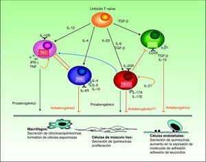 Interacciones de los diferentes linfocitos T y citocinas implicados en la aterosclerosis, con su relevancia funcional en los principales tipos celulares presentes en la placa.