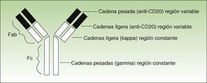 Los anticuerpos anti-CD20 son del tipo IgG1 kappa con una región variable anti-CD20 murina.