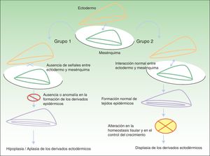 Mecanismos patogénicos en las displasias ectodérmicas. En el grupo 1 se altera la interacción entre el ectodermo y el mesénquima, lo cual impide la correcta diferenciación de los derivados epidérmicos, que son hipoplásicos o aplásicos. En el grupo 2 la interacción entre el ectodermo y el mesénquima es normal, y los derivados epidérmicos se diferencian con normalidad, pero la homeostasis tisular y el crecimiento son anómalos, por lo que existe displasia de los derivados ectodérmicos. Modificada de Priolo M2.