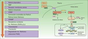 Mecanismo de acción de los retinoides. ADH: alcohol deshidrogenasa; COUP-TFII: chicken ovalbumin upstream promoter-transcription factor ii; CRBP: cellular retinol binding proteins; CYP: citocromo P 450 familia 26; FOG2: friend of GATA; GATA4: guanina, adenina, timina, adenina; LRAT: lecitin retinol acetil transferasa; RAR: retinoic acid receptors; RARE: retinoic acid response elements; RBP: retinol binding proteins; RDH: retinal dehidrogenasa; RXR: retinoid X receptors; STRAT6: stimulated by retinoic acid 6. Fuente: Saurat31; Siegenthaler et al.145; y Napoli146.