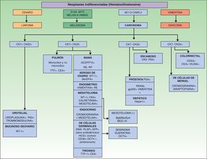 Algoritmo diagnóstico de las metástasis cutáneas indiferenciadas, en función de los marcadores inmunohistoquímicos.