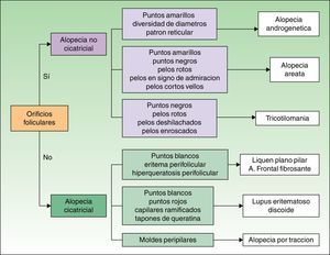 Signos dermatoscópicos en tricología: tricoscopia.