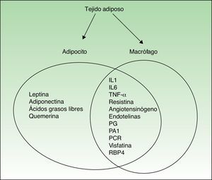 Citocinas secretadas por adipocitos y/o macrófagos en el tejido adiposo humano. PAI-1: inhibidor del factor activador del plasminógeno; PCR: proteína C reactiva; PG: prostaglandinas; RBP4: proteína transportadora del retinol.