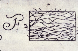 Pequeño grabado de una lámina de Anatomía completa del hombre, de Martín Martínez de 1728. Probablemente es la primera representación microscópica de la piel en España.