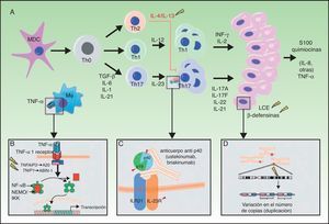 A. Principales vías patogénicas en la psoriasis con implicaciones genéticas: las células dendríticas mieloides, tras activarse por diversas citocinas tales como TNF-α, IFN-α, IFN-γ e IL-6, producen IL-12 e IL-23. Los linfocitos T naïve, en presencia de factor de crecimiento tumoral (TGF) β, IL-6, IL-1 e IL-21, se diferencian a linfocitos Th17, que expresan el receptor de IL-23 y proliferan en presencia de esta citocina. Los linfocitos Th17 producen IL-17A, IL-17F, IL-22 e IL-21, que activan a los queratinocitos desde el punto de vista inmunológico y proliferativo, dando lugar a la producción de TNF-α, IL-1, IL-6, IL-8, S100A7 y otras proteínas S100 y péptidos antimicrobianos (β-defensinas). A). La unión de TNF-α a su receptor activa una cascada de señales que da lugar a la liberación de NFκB de su complejo inhibitorio NFκB essential modulator/inhibitor of κB kinase (NEMO/IKK), lo que determina la transcripción de A20, un regulador negativo de la NFκB potenciado por la proteína ABIN-1. La psoriasis se asocia con determinados polimorfismos en los genes que codifican estas 2 proteínas inhibitorias. B). La inhibición de la señalización mediada por IL-23 constituye el mecanismo de actuación de los anticuerpos monoclonales inhibidores de la p40, como ustekinumab. La psoriasis también se asocia con polimorfismos de los genes que codifican las subunidades p19 y p40 de la IL-23 y la IL-12/IL-23, respectivamente, así como una subunidad del receptor de IL-23. C).Se ha descrito la asociación de CNV en los genes de proteínas del LCE y β-defensinas humanas con la psoriasis. CNV: copy number variants; LCE: late cornified envelope; MDC: las células dendríticas mieloides. Fuente: modificada de Duffin et al.45.