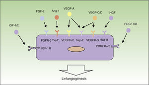 Control molecular del proceso de linfangiogénesis. En el siguiente esquema están representados los principales factores de crecimiento implicados en el proceso de linfangiogénesis y sus receptores en el endotelio linfático. Ang-1: angiopoyetina 1; HGF: factor de crecimiento de hepatocitos; HGFR: receptor de HGF; IGF: factor de crecimiento insulina-like; IGFR: receptor de IGF; PDGF: factor de crecimiento derivado de plaquetas; PDGFR: receptor de PDGF; VEGF: factor de crecimiento endotelial vascular; VEGFR: receptor de VEGF.