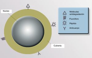Posibles modificaciones de la superficie de las nanopartículas.