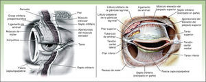 Anatomía palpebral. Imágenes de: Atlas de cirugía estética periocular y del párpado. Spinelli HM. Elsevier. Madrid, 2006.