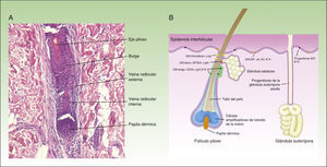 Estructura del folículo piloso y distintos tipos de células madre epidérmicas. La figura 1 muestra (A) microfotografía del folículo piloso (H-E, ×20) y (B) ilustración de los distintos tipos de células madre y células progenitoras en la epidermis, así como sus marcadores específicos.