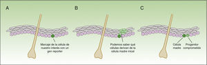 Concepto de lineage tracing. La figura 3 muestra un esquema de la información que nos permite obtener los experimentos de lineage tracing. Consiste en introducir un gen reporter asociado al marcador de las células que nos interesa (A), obteniendo señal fluoresente en el subgrupo de células de nuestro interés. Todas las células hijas de las células marcadas también tendrán la señal fluorescente (B), pero la intensidad de la señal irá disminuyendo conforme las células se van dividiendo. De esta forma, por un lado, nos permite identificar las células que descienden de las células inicialmente marcadas, y por otro lado, valorar la velocidad de división (las células que a lo largo del tiempo mantienen la señal fluorescente intensa serán las células quiescentes que se dividen muy lentamente —las células madre—), mientras que aquellas células que van perdiendo la intensidad del color son progenitores comprometidos (C).