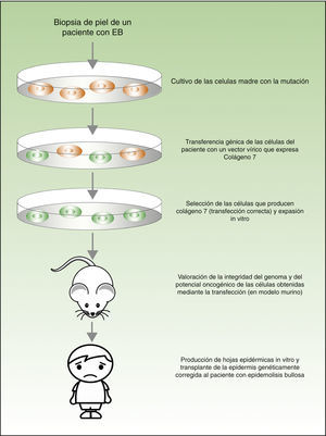 Ejemplo de aplicación de terapia génica en una enfermedad dermatológica. La figura 4 muestra un esquema del estudio llevado a cabo por Droz-Georget Lathion et al. en epidermolisis bullosa, como ejemplo de la eficacia y seguridad de la terapia génica en una enfermedad dermatológica.
