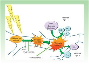 Diagrama modificado de Jablonski: base molecular y mecanismo de acción en terapia fotodinámica. La absorción de luz por un fotosensibilizador (FS) en su estado basal no excitado promueve un electrón a un orbital de mayor energía (FS basal excitado). A continuación, este puede volver a su estado basal por emisión de calor y/o fluorescencia o puede cambiar la orientación de su momento angular de espín (FS triplete excitado). El largo tiempo de vida del estado electrónico triplete favorece la formación de oxígeno singlete y/o radicales libres que dañan estructuras claves de la célula y finalmente causan su muerte. Finalizado el proceso el FS regresa a su estado fundamental, listo para realizar un nuevo ciclo fototerapéutico.