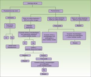 Algoritmo diagnóstico del intertrigo del pie. Otras medidas locales consisten en la aplicación de antisépticos tópicos, el uso de zapatos no oclusivos y el secado local adecuado tras la ducha o el baño. Además, se recomienda el uso de polvos antifúngicos en los zapatos para eliminar esporas de hongos que puedan originar una reinfección. La toma de cualquier cultivo de hongos o bacterias requiere no haber usado antifúngicos o antibióticos al menos 15días antes de la recogida de la muestra en el caso de tratamientos tópicos; en el caso de los tratamientos sistémicos la espera puede ser más prolongada, ya que algunos tienen mayor persistencia en el estrato córneo. KOH: examen directo usando potasa. * Si existe una alta sospecha clínica de tinea pedis, aunque el examen directo y cultivo sean negativos, podría realizarse tratamiento empírico con antifúngicos antes de la biopsia, por si pudiera tratarse de un falso negativo.
