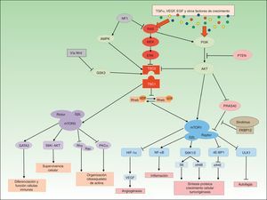 Esquema de la vía molecular de mTOR.