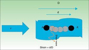 Al comprimir un tejido con una fuerza F, sus partículas (A) sufren un desplazamiento (A¿). El cociente entre el desplazamiento de la estructura en estudio (d) y la longitud total inicial D es lo que se denomina strain. Perpendicularmente a esta onda de presión, se produce un desplazamiento de las partículas que genera unas ondas denominadas shear wave u ondas de cizallamiento.