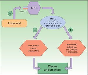 Mecanismo de acción de imiquimod; se sabe que actúa bloqueando el receptor Toll-like 7 y 8, lo que conlleva la secreción de citoquinas proinflamatorias y antimicrobianas que provoca tanto la estimulación de la inmunidad innata como de la adquirida, con efectos antitumorales. APC: antigen-presenting cells; Células NK: células natural killer; Células Th1: células T helper; IL: interleucinas; INF: interferón; GC SF: factor estimulante de colonias de granulocitos; GM-CSF: factor estimulante de colonias de granulocitos y macrófagos; TLR: Toll-like receptor; TNF: tumor necrosis factor.