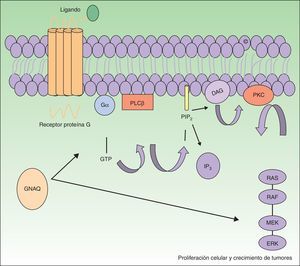 El GNAQ está implicado en el crecimiento celular a través de la transmisión de señales por medio de los receptores de la membrana celular vía MAP cinasas. Por tanto, una mutación activadora aumentaría la señalización por esta vía, lo que puede conducir a las malformaciones capilares observadas en el síndrome de Sturge Weber. DAG: 1,2 diacilglicerol; Gα: proteína G alfa; IP3: 1,4,5 trifosfato; PIP2: fosfatidilinositol 4,5-bifosfato; PKC: proteína C cinasa; PLCβ: fosforilasa C.