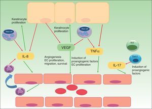 The role of angiogenesis in the pathogenesis of psoriasis. Keratinocytes, immune cells and endothelial cells activate and maintain the inflammatory skin condition of psoriasis by secretion of different pro-angiogenic factors and cytokines. VEGF, vascular endothelial growth factor; IL, interleukin; TNF, tumor necrosis factor; EC, endothelial cell; red arrows indicate secretion; green arrows indicate activation or attraction.