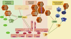 Three mechanisms of melanoma aggressiveness related to angiogenic factors. The secretion of pro-angiogenic factors and other cytokines by melanoma cells confers metastatic potential, inhibits inmune response and favors resistance to targeted therapy. VEGF, vascular endothelial growth factor; Ang-2, angiopoietin 2; TAM, tumor-associated macrophage; MDSC, myeloid-derived supressor cells; PD1, programmed cell death protein 1; BRAFi, BRAF inhibitor; M, Melanoma cell; red arrows indicate secretion; green arrows indicate activation or attraction.