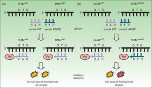Técnica de la RT-qPCR para la detección de mutaciones en BRAF V600. A. Estudio de ADN tumoral sin mutación BRAFV600E mostrando cómo la unión con la sonda no mutada (sonda WT) emite una fluorescencia única que es interpretada como «NO MUTADO». B. Estudio de ADN tumoral con mutación BRAFV600E mostrando cómo la unión con ambas sondas emite 2 tipos de fluorescencia que son interpretadas como «MUTADO». Fuente: adaptado de Curry et al.30.