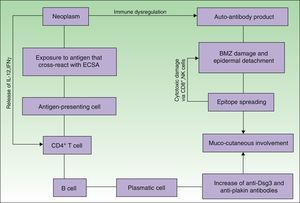 Pathogenesis of paraneoplastic pemphigus. Neoplasms develop immune dysregulation and therefore the production of autoantibodies against self-antigens. Antigen-processing cells assimilate antigens that are cross-reactive with several skin antigens, presenting them to CD4+ T cells, and therefore to the known immune cascade that ends in the formation of autoantibodies against different substrates. The tumor itself can develop an immune process with the release of proinflammatory cytokines (IL-12 and IFN). This mechanism can be enhanced by the epitope spreading creating secondary epitopes, increasing antibody production; this mechanism contributes to epidermal and subepidermal lesions (pemphigus and pemphigoid-like lesions). Cell-mediated immune activation (mainly CD8+ T cells) also develops and contributes to several skin lesions (lichenoid and graft-versus-host disease-like).
