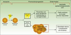 Vías para el desarrollo del melanoma de acuerdo a la exposición y a la predisposición del paciente. Fuente: modificada de Whiteman et al.12.